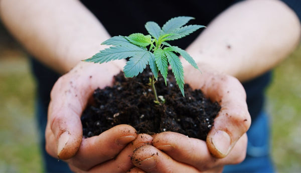 Person Holding Plant